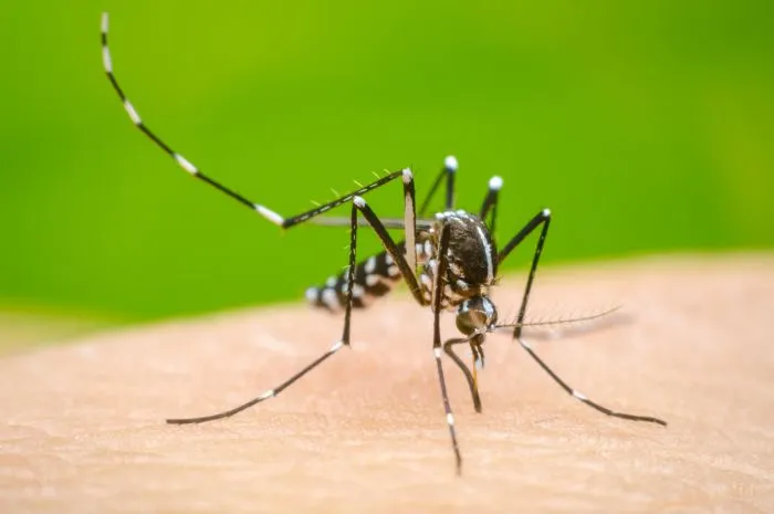 Qué Es El Dengue: Sus Síntomas Prevención Y Tratamiento